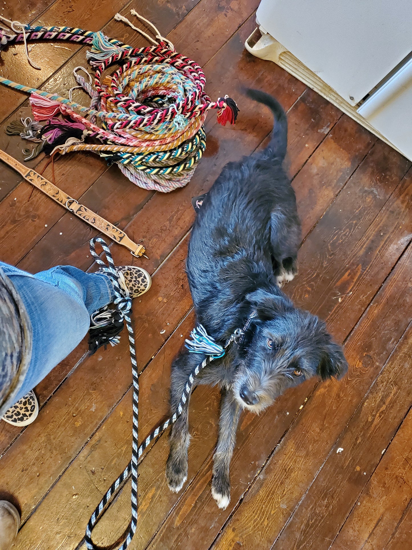 Dog collar and mecate leash set