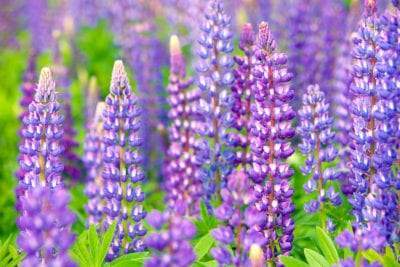The Nevada Lupin Get Down Line